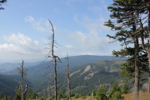 IMG_8654